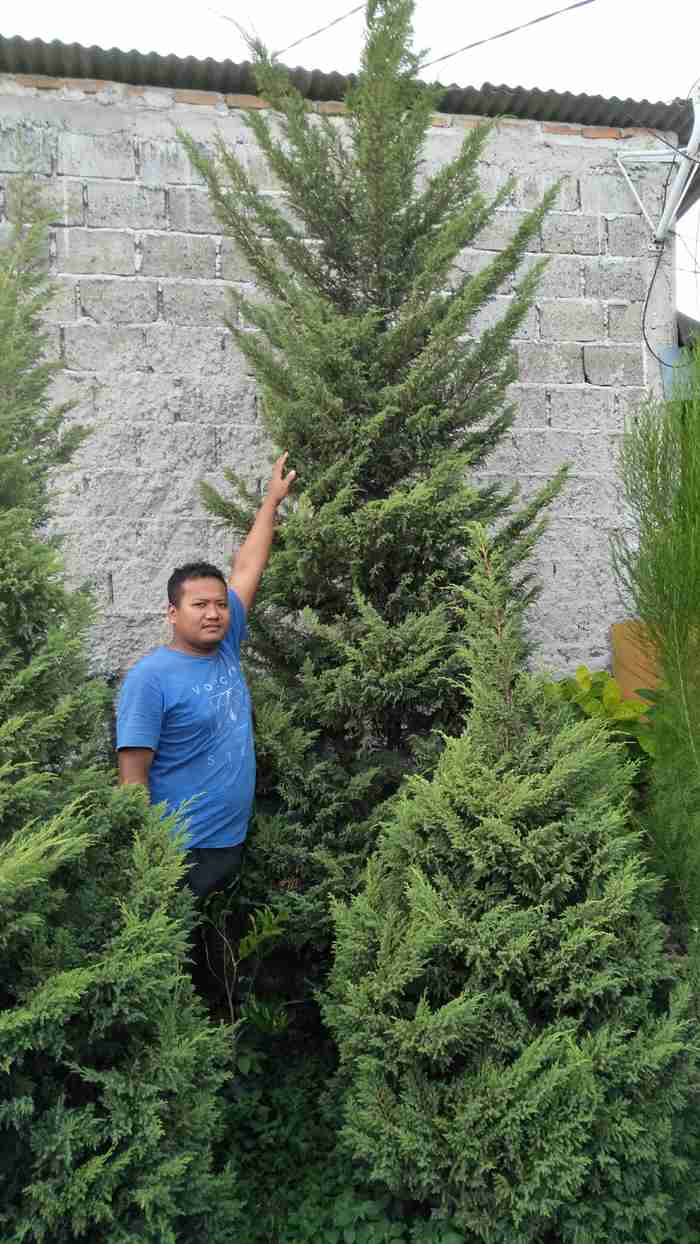 Jual pohon kembang merak 081292127731