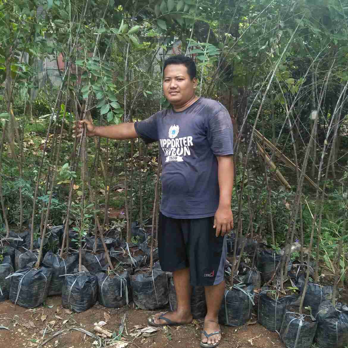 Jual pohon eucalyptus/rainbow.pelangi 081292127731