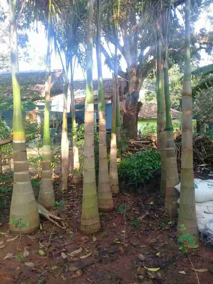 Jual pohon palem raja 081292127731