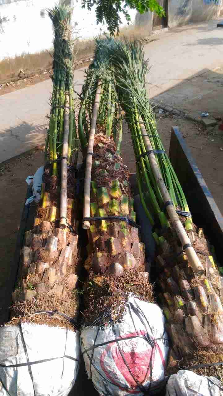 Jual bibit palem kurma.murah.dll 081292127731