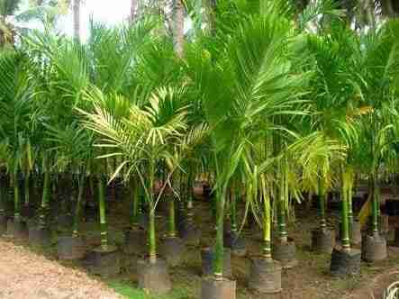 Jual pohon pinang sirih/pinang rengde 081292127731