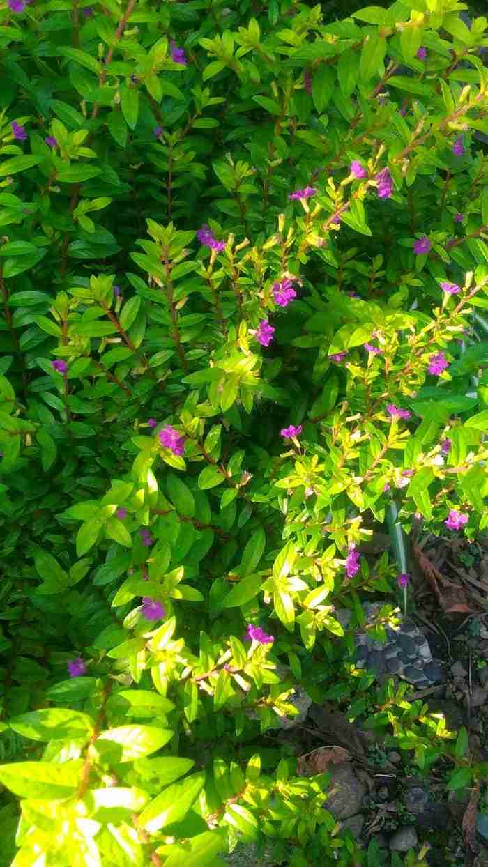 Jual pohon brokoli. 081292127731