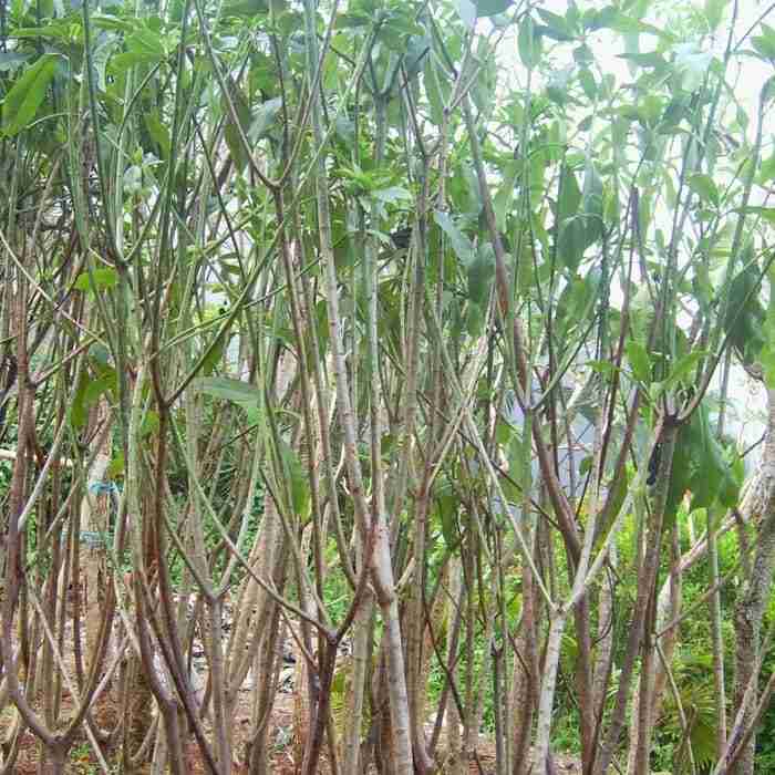 Pohon Bintaro Jual Jual pohon  palem raja Lutfiflora LUTFIFLORA