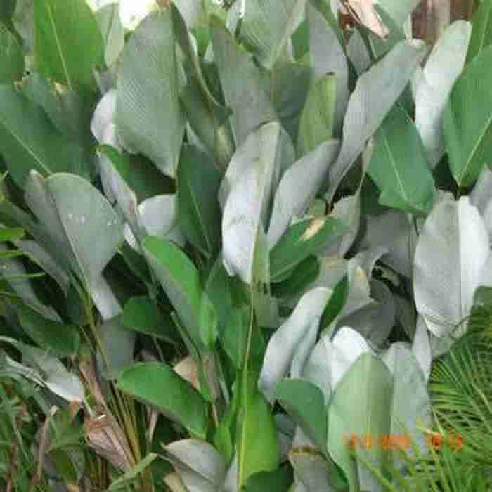 Jual pohon pisang calathea 081292127731