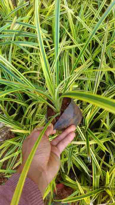 Jual pohon pandan laut 081292127731