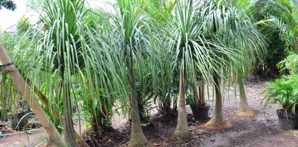 Jual Jual Pohon Nolina Dll 081292127731 Lutfiflora Lutfiflora