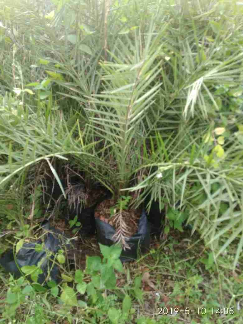 Jual bibit palem phoenix.dll 081292127731