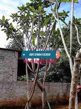 Jual pohon kamboja bali.081292127731.dll