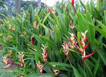 Jual pohon pisang lady.081292127731