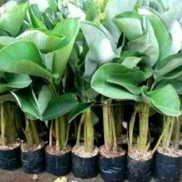 Jual pohon pisang calathea 081292127731