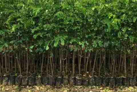 Jual pohon tanjung 081292127731