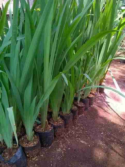 Jual pohon airis 081292127731