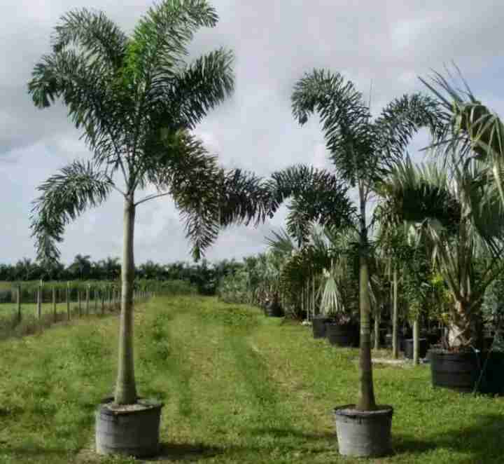 Jual pohon palem ekor tupai murah 081292127731