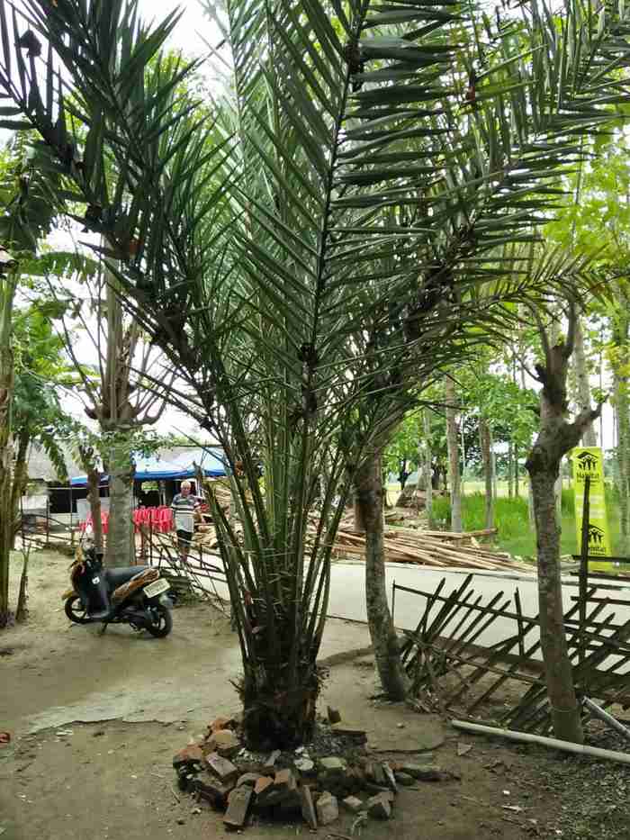 Jual pohon sepatu dea 081292127731