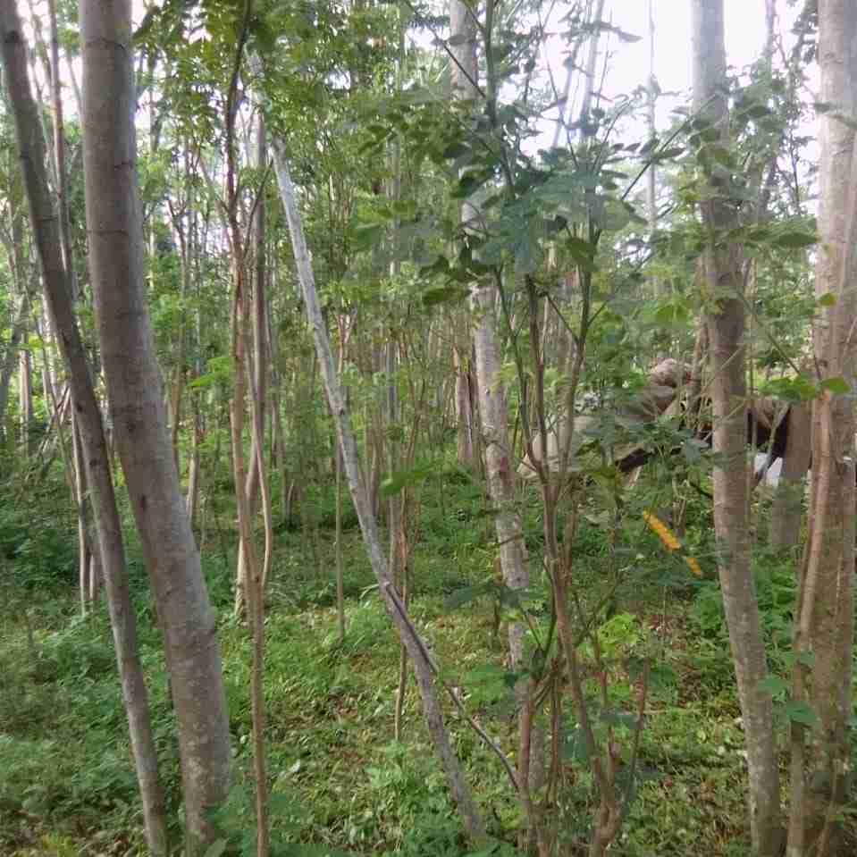 Jual pohon trembesi 081292127731