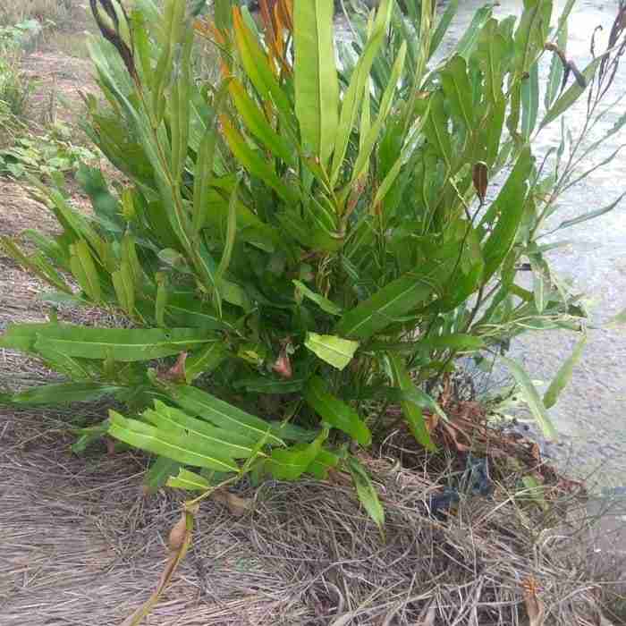 Jual pohon paku laut.dll 081292127731