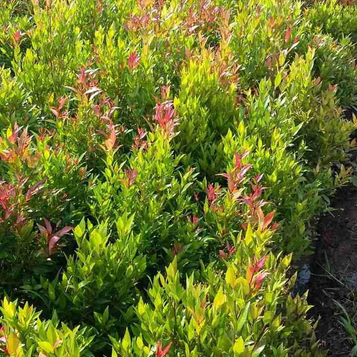 Jual pohon pucuk merah 081292127731