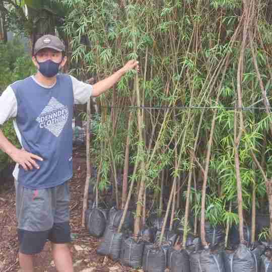  Jual  Jual  pohon cemara pinus 082312784749 Yasnaflora 