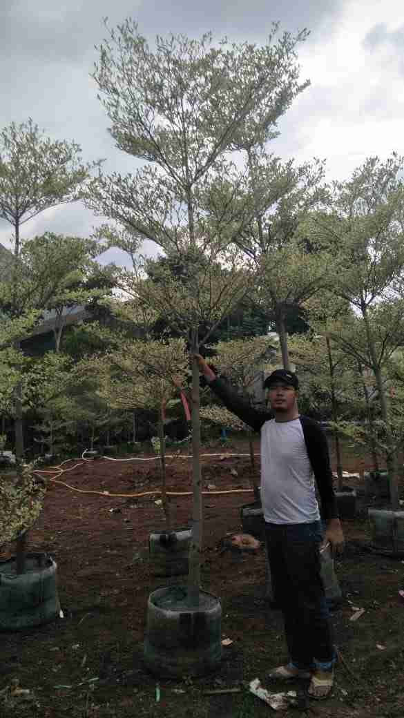 Jual pohon ketapang kencana variegata