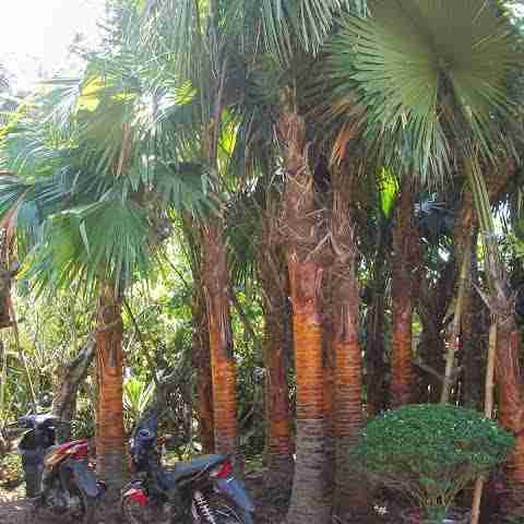 Jual pohon palem sadeng 081292127731