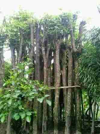 Jual pohon angsana 081292127731