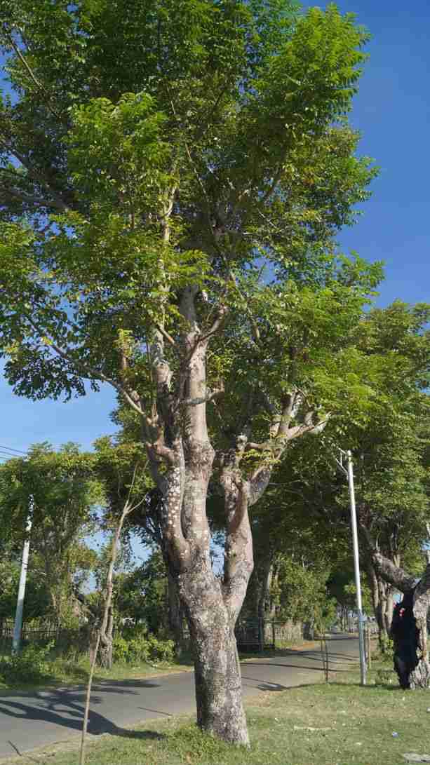 Jual pohon jaran. Bilabong murah 081292127731