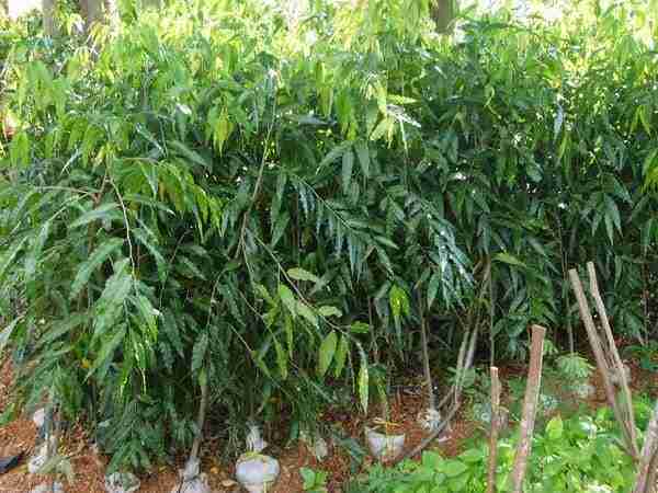 Jual pohon mahoni 081292127731