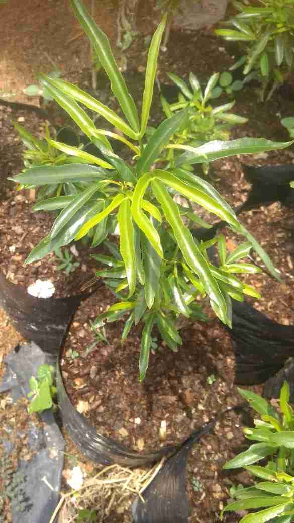 Jual pohon zodia ,pohon obat nyamuk 081292127731