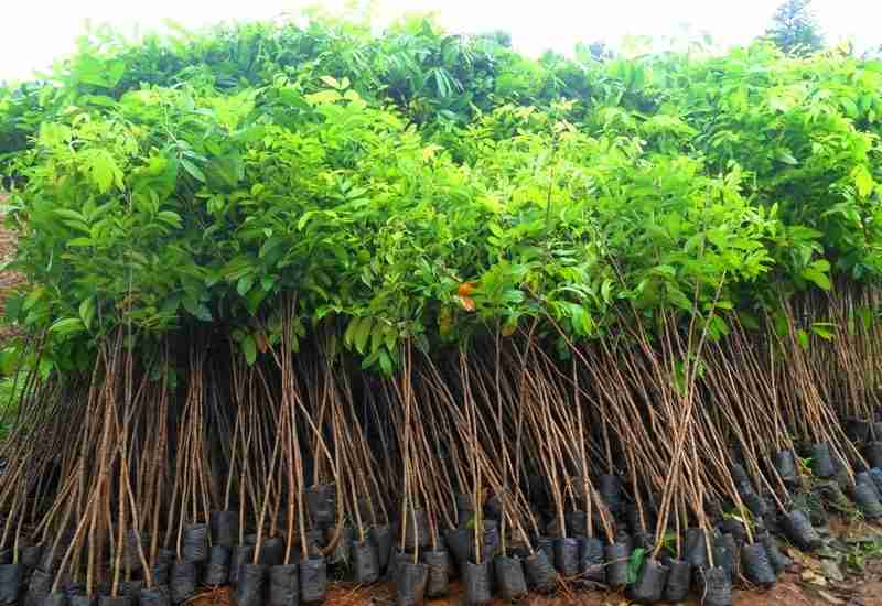 jual Pohon sosis.kigelia 081292127731