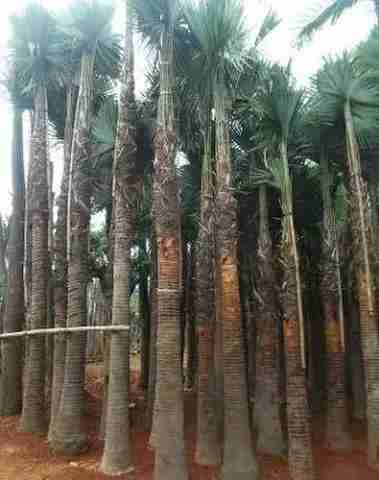 Jual pohon palem sadeng.081292127731