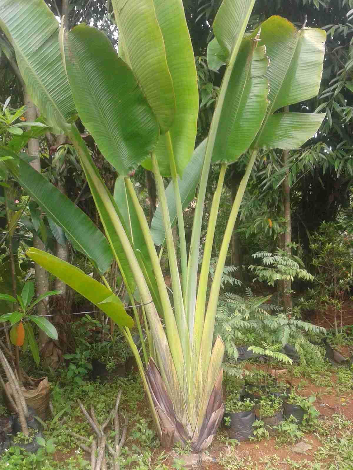 Jual pohon pisang kipas.dll 081292127731