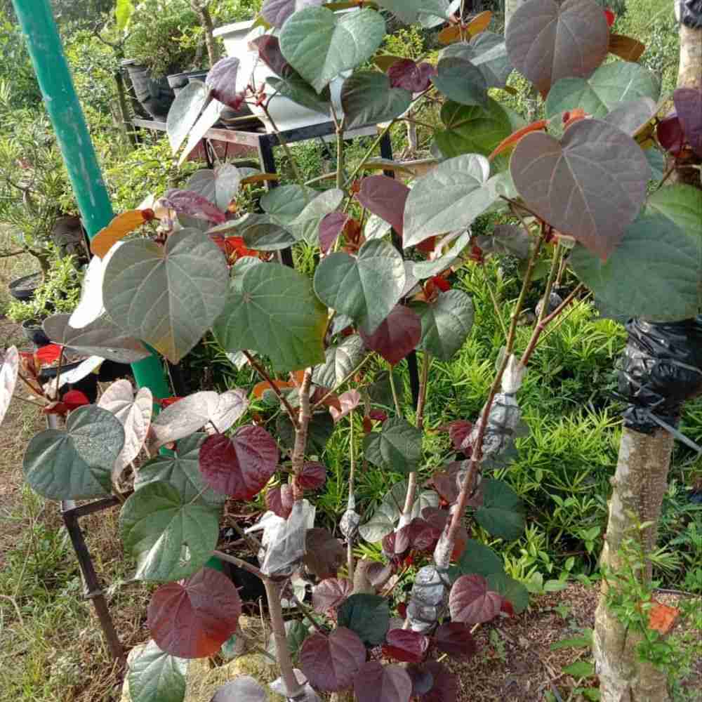 Jual pohon waru merah.081292127731