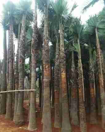 Jual Pohon Palem Sadeng 081292127731