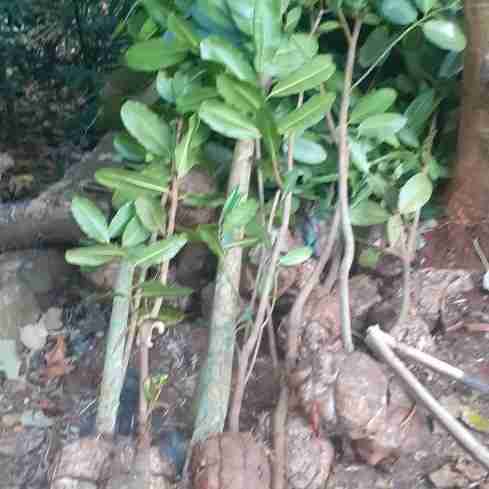Jual pohon nyamplung 081292127731