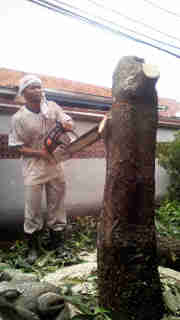 Jasa tebang pohon 081292127731