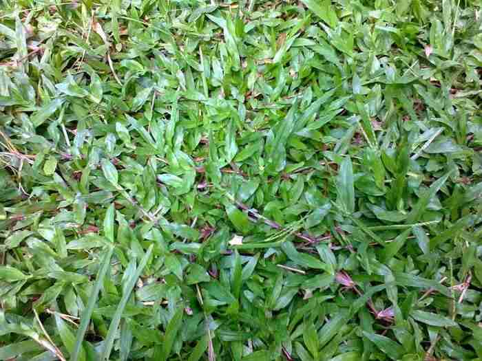 Jual rumput gajah biasa.dll 081292127731