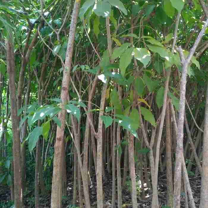 Jual pohon tabebuya pink.dll 081292127731