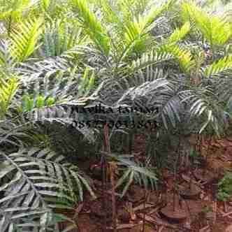 Jual pohon kiara payung 081292127731