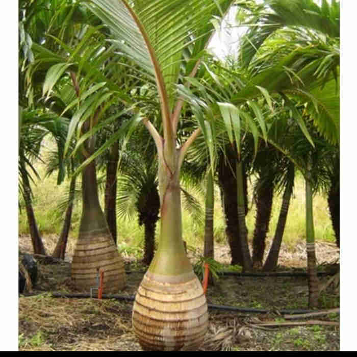 Jual pohon flamboyan 081292127731