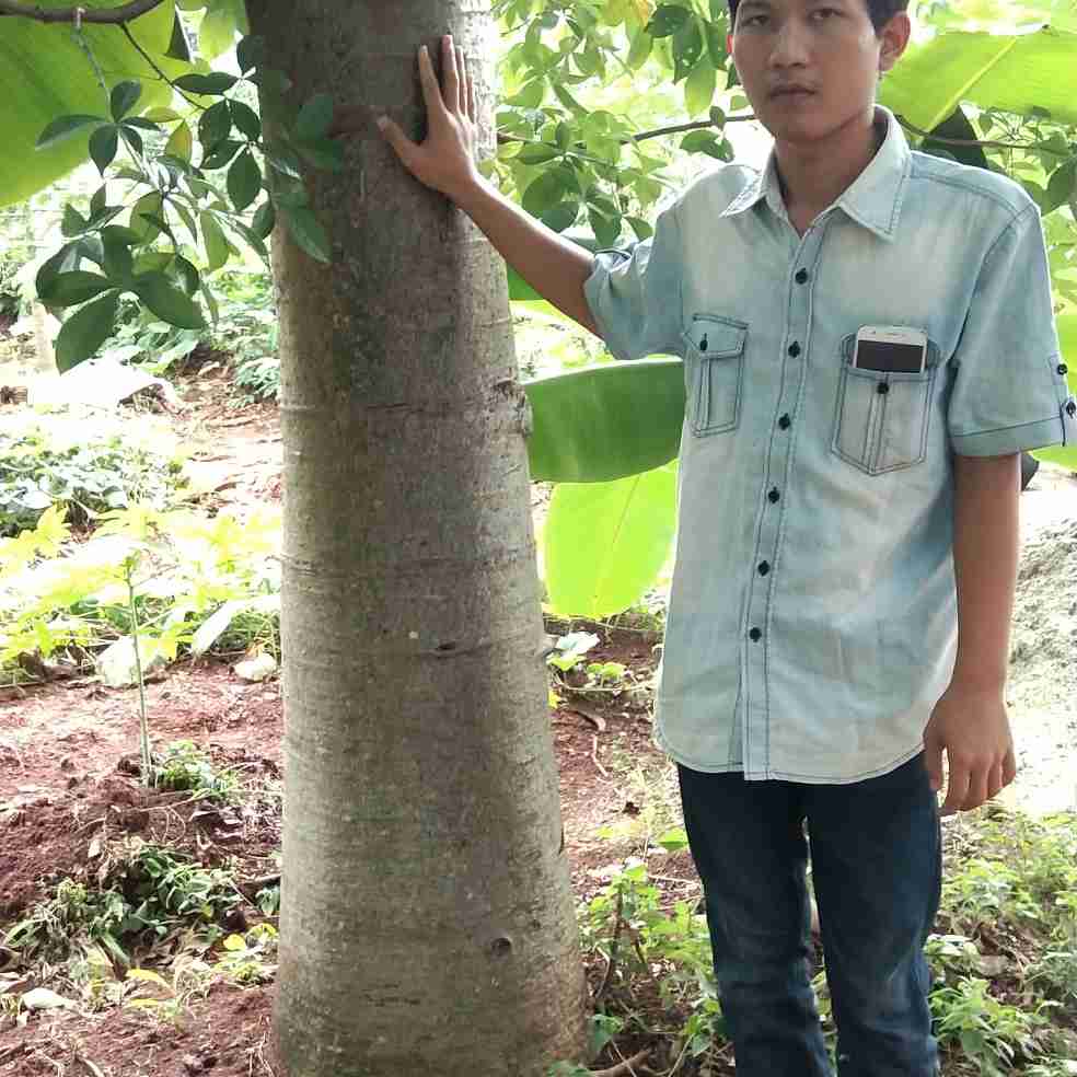 Jual pohon baobab.kaki gajah 081292127731