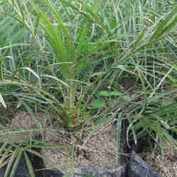 Jual pohon palem phoenix.081292127731