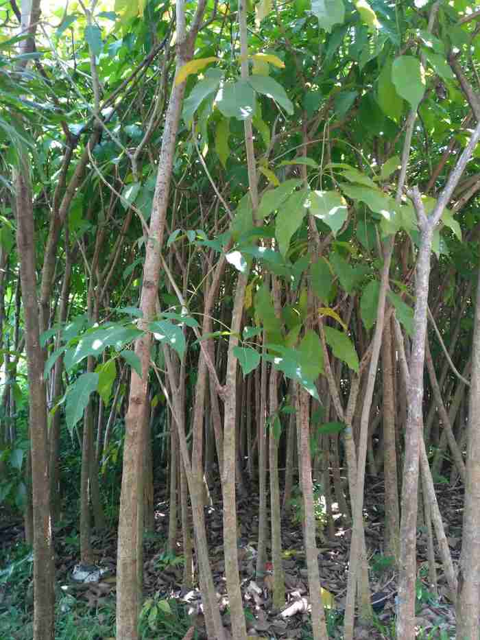 Jual pohon tabebuya rosea.081292127731