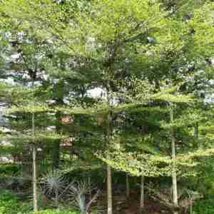 Jual pohon ketapang kencana murah 081292127731