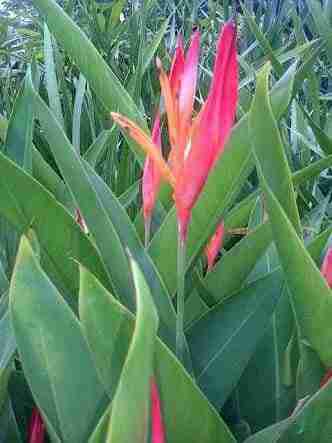 Jual pohon pisang lady 081292127731