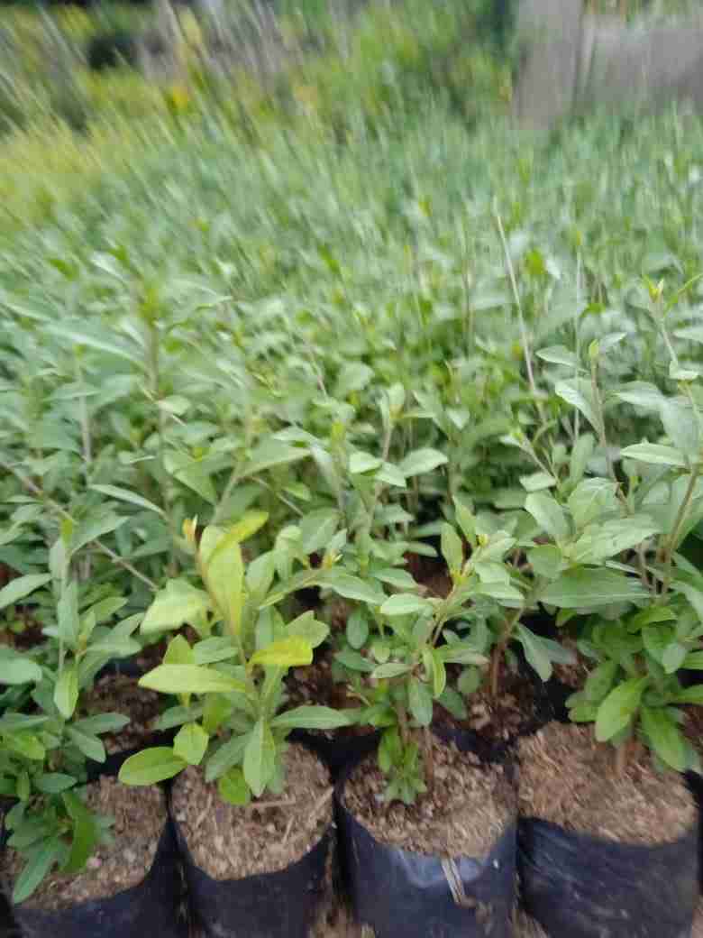 Jual pohon li kuan yu.li kwan yew.lee kuan yew.dll 081292127731