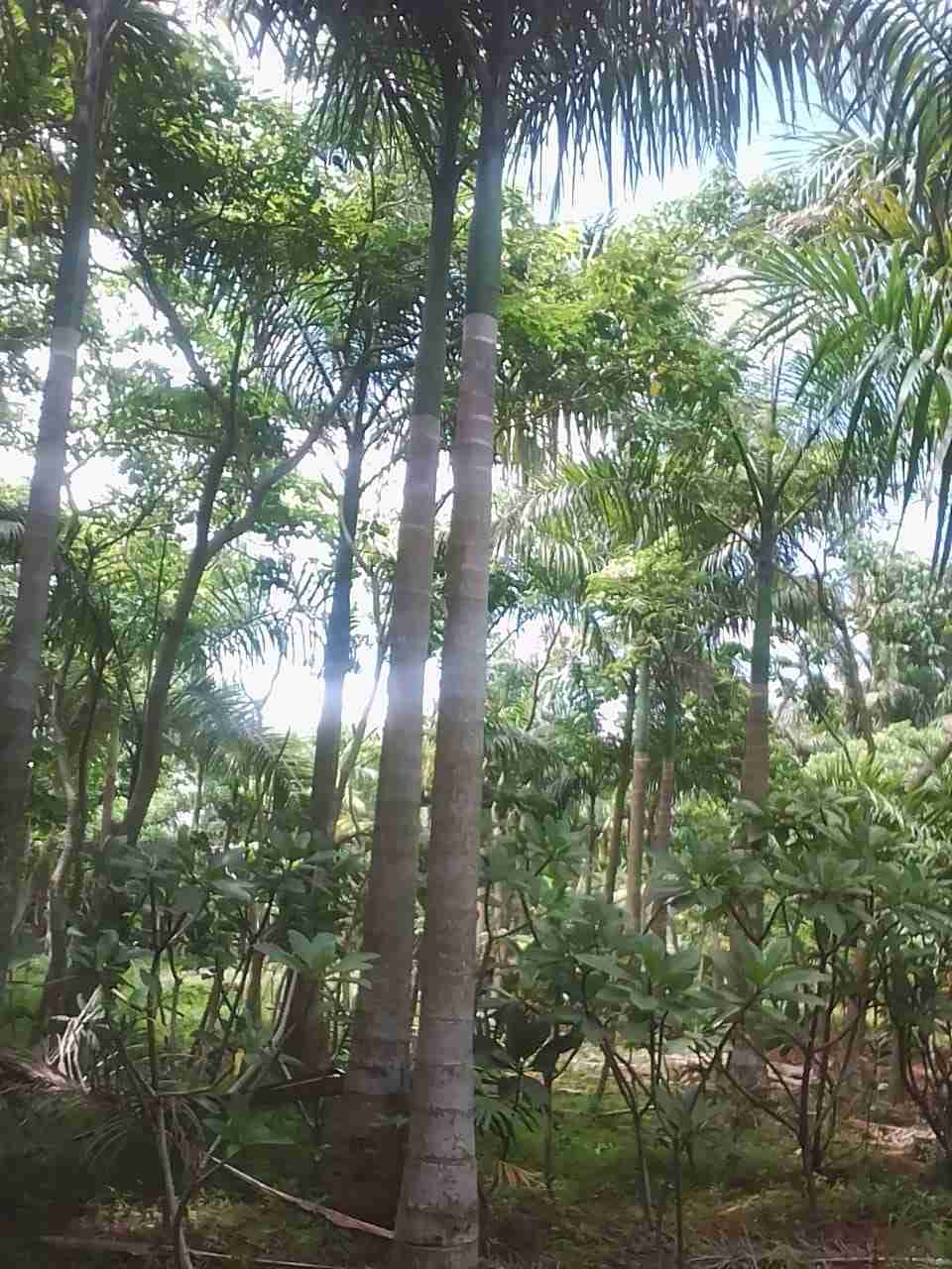 Jual pohon palem raja 081292127731