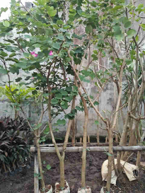 Jual pohon Bunga kupu kupu 081292127731