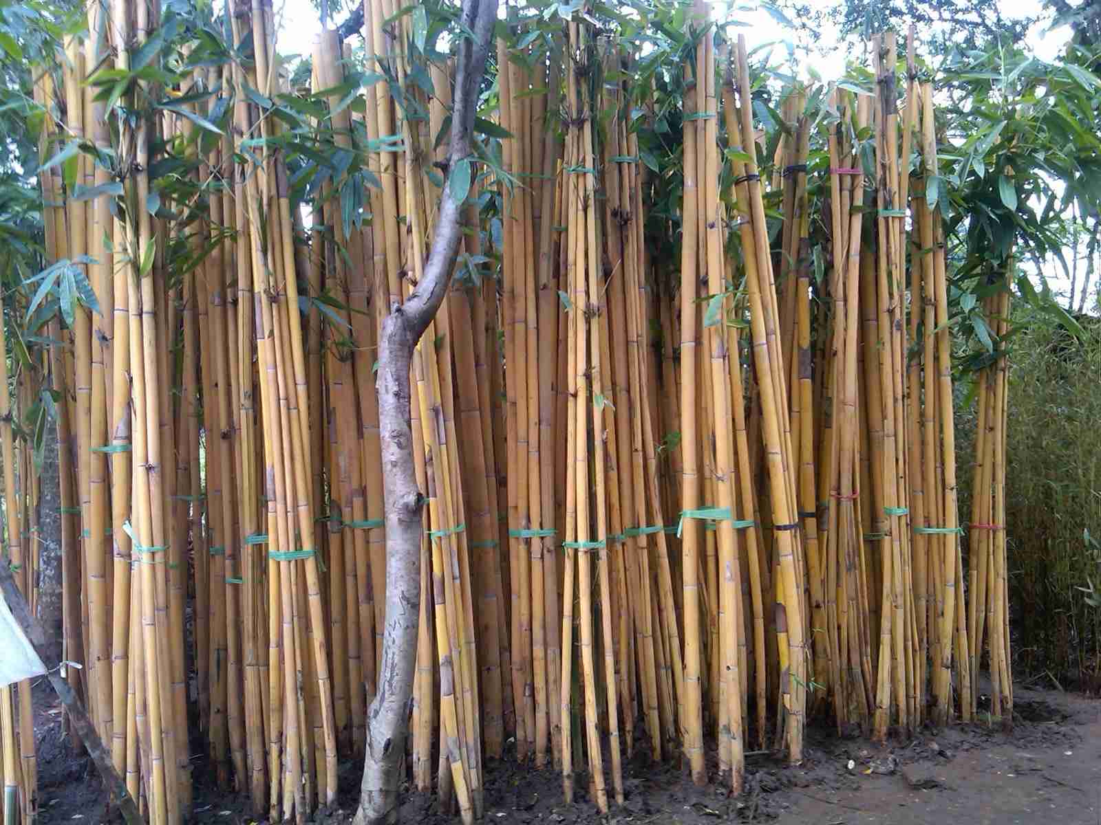 Jual pohon bambu kuning.dll 081292127731
