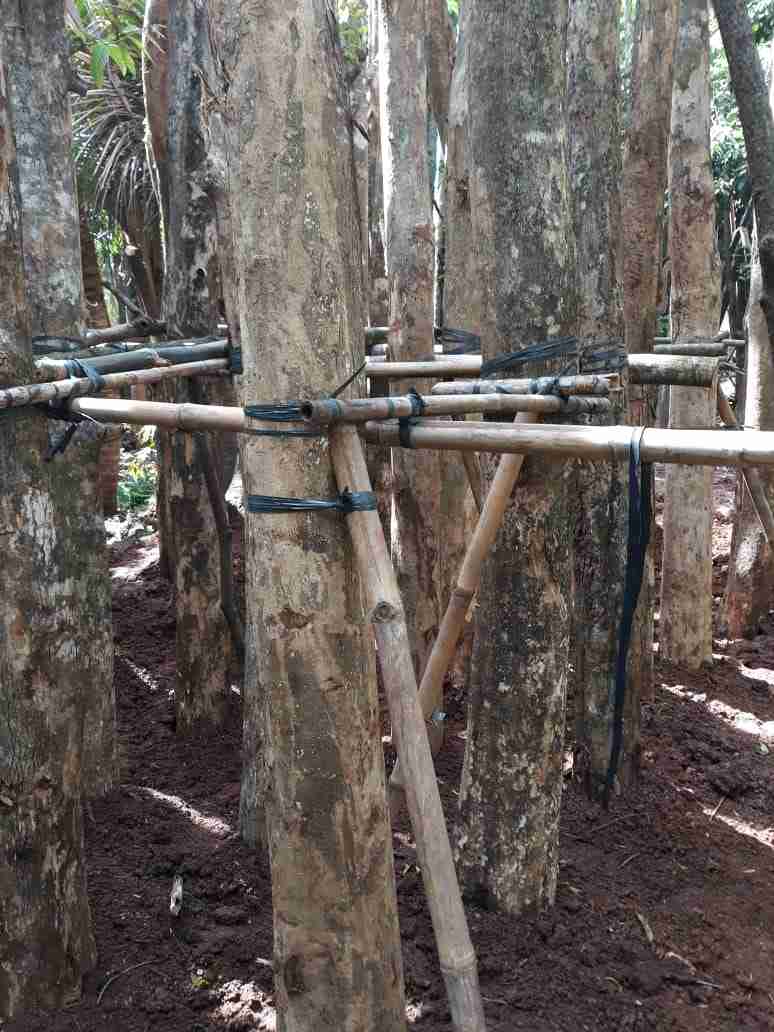 Jual pohon bungur besar 081292127731