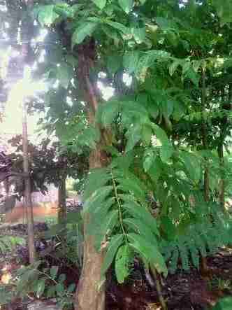 Jual pohon bungur.081292127731.dll